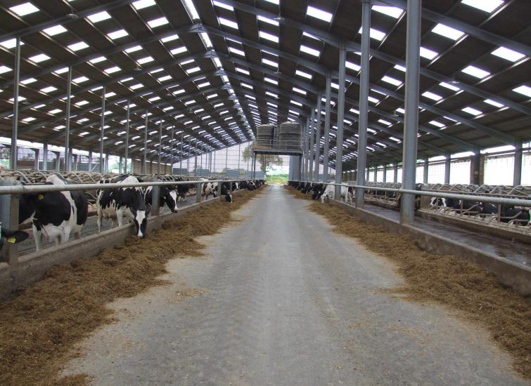 Have your dairy cows seen the light?