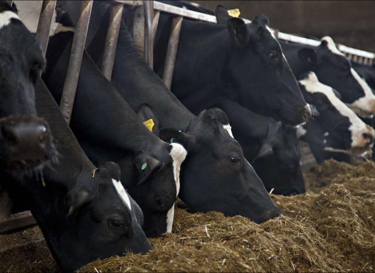 Keeping Dairy Cows Cool