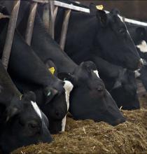Read the cows not just the ration sheet