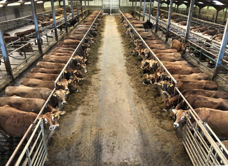 The importance of a good dry cow protocol