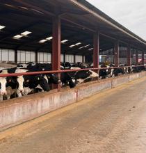 Driving herd performance with live data and high fibre