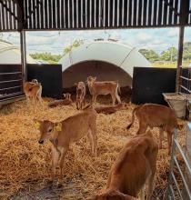 How to ensure heifers reach their genetic potential