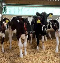 Reduce first calving age without milk-yield compromise
