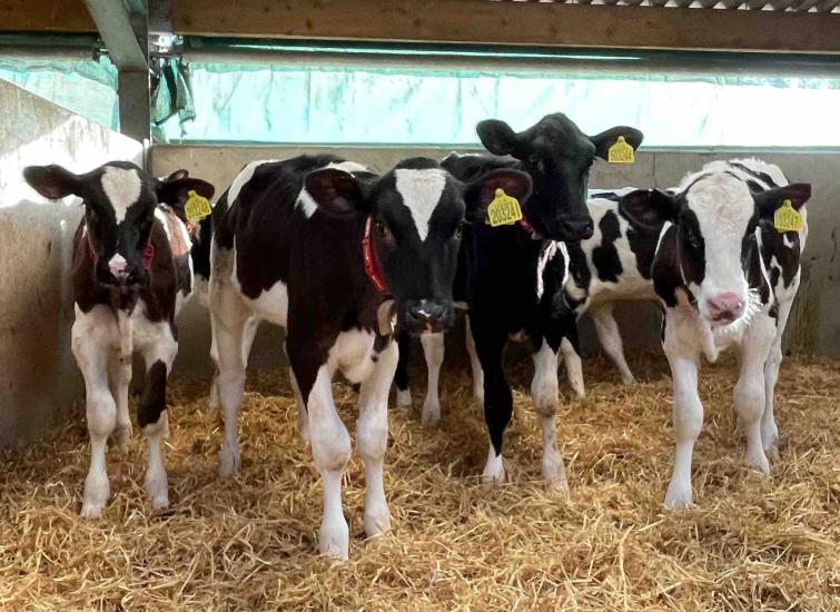 Reduce first calving age without milk-yield compromise