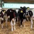 Reduce first calving age without milk-yield compromise
