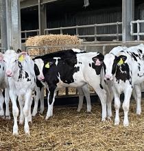 Rumen Development key to future productivity