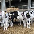 Rumen Development key to future productivity
