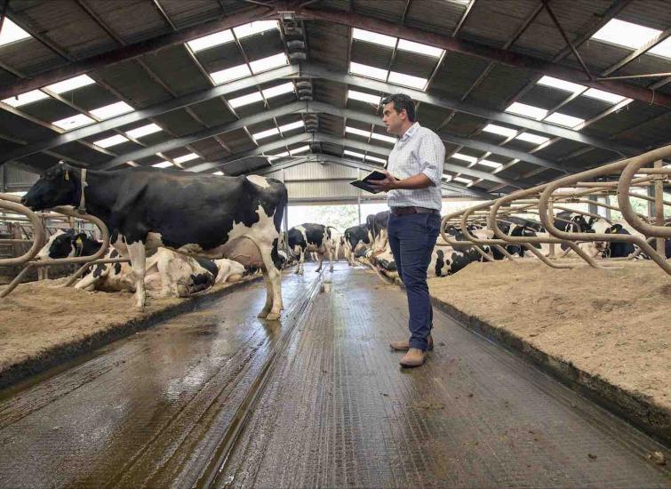 Stamping Down Lameness in Robotic Milking Herds