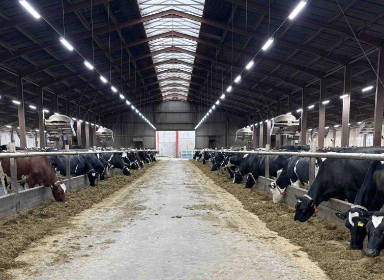 Have Your Dairy Cows Seen the Light?