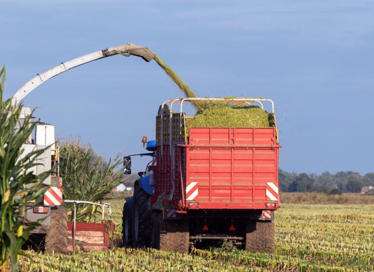 Speed is of the Essence when Ensiling Maize