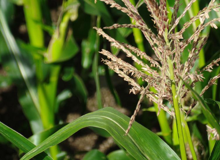 Adding value to your Maize Silage