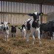 Building a robust and resilient herd naturally