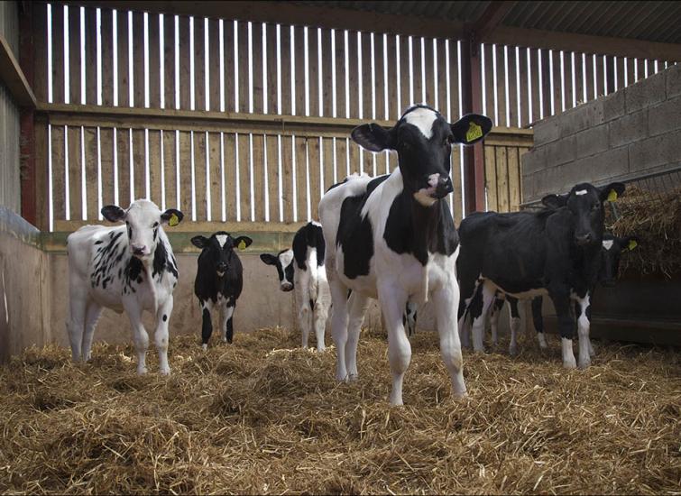 Benchmarking Growth Rates of Dairy Heifers