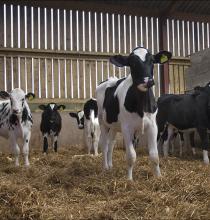 Building a robust and resilient herd naturally