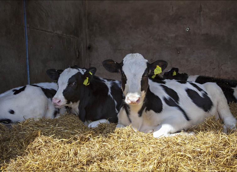 Calf Rearing Winter Protocol