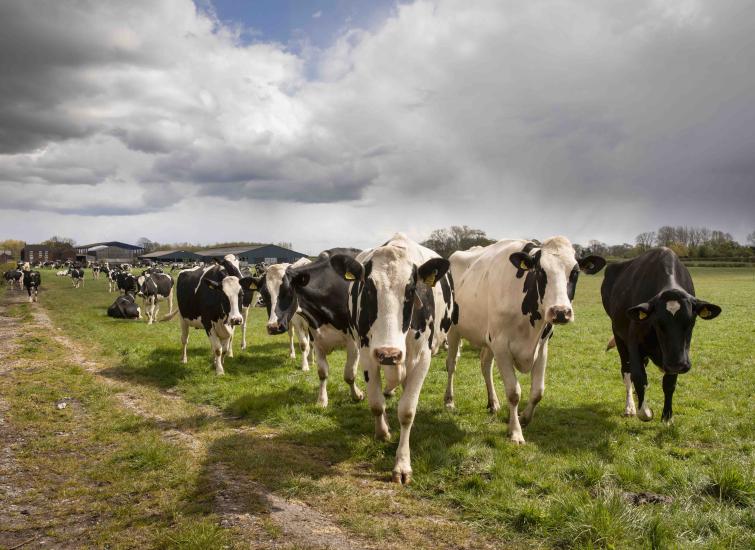 Preparing for Spring Turnout