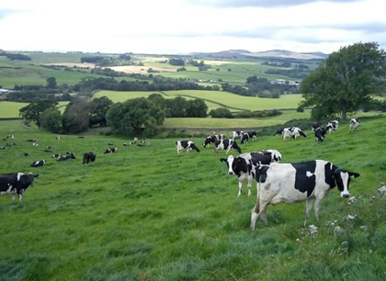 Managing Dry Cows at Grass