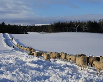 Superior Ewe Nuts