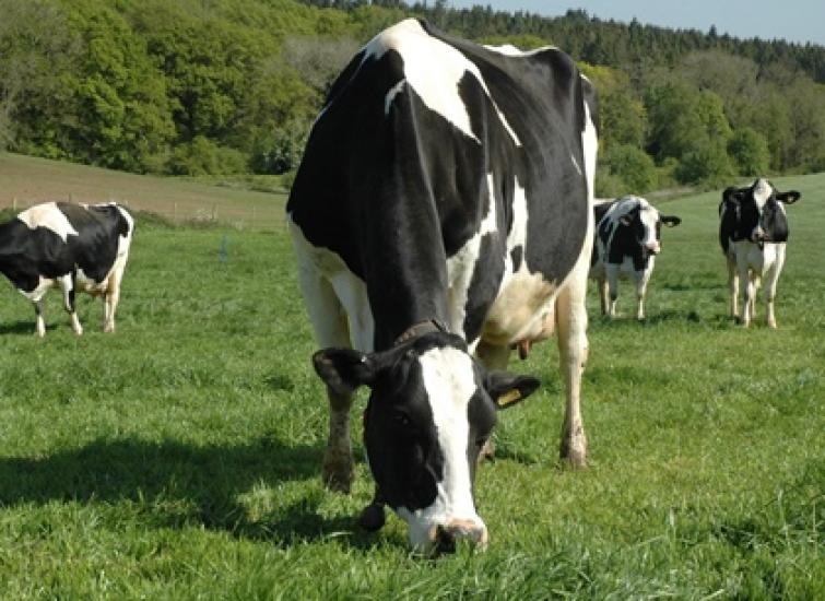 Stepping up milk from forage with improved management