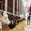 Optimising Milk Yields Through Technology