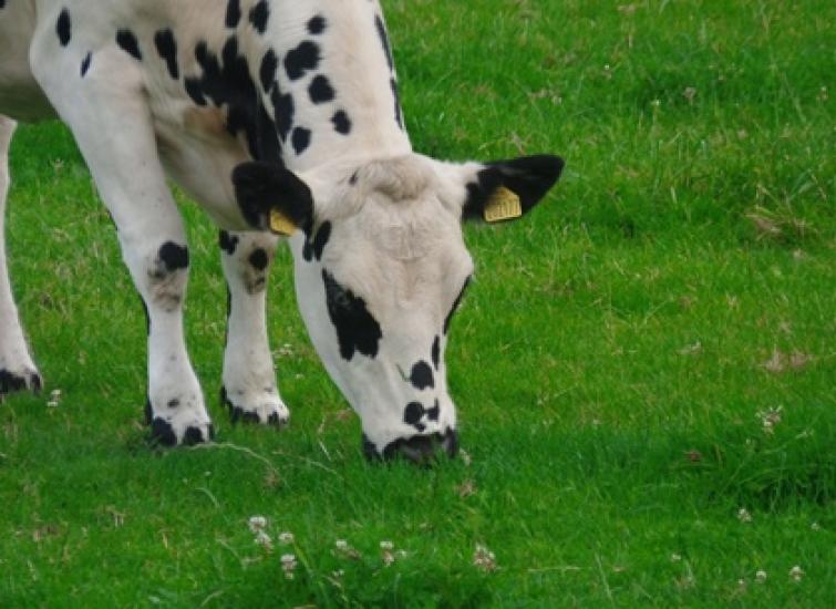 Managing Cows at Grass from Spring into Summer  