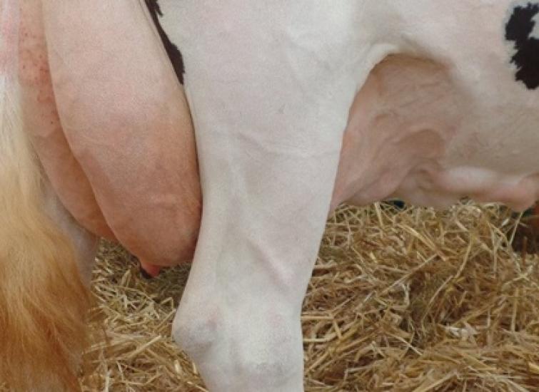 How are you managing your late lactation cows?
