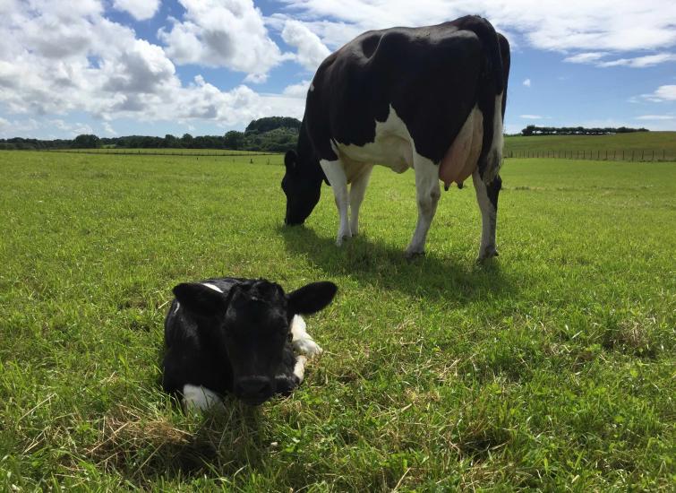 Cow Touches: A New Focus for Transition Management