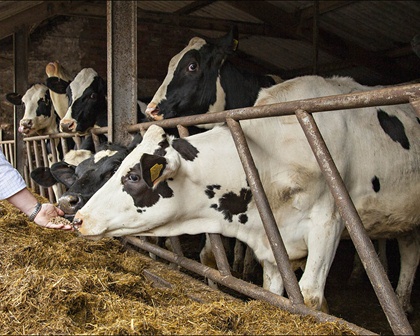 Optimising Milk from Forage