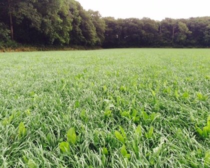 Boosting forage utilisation in high yielding cows