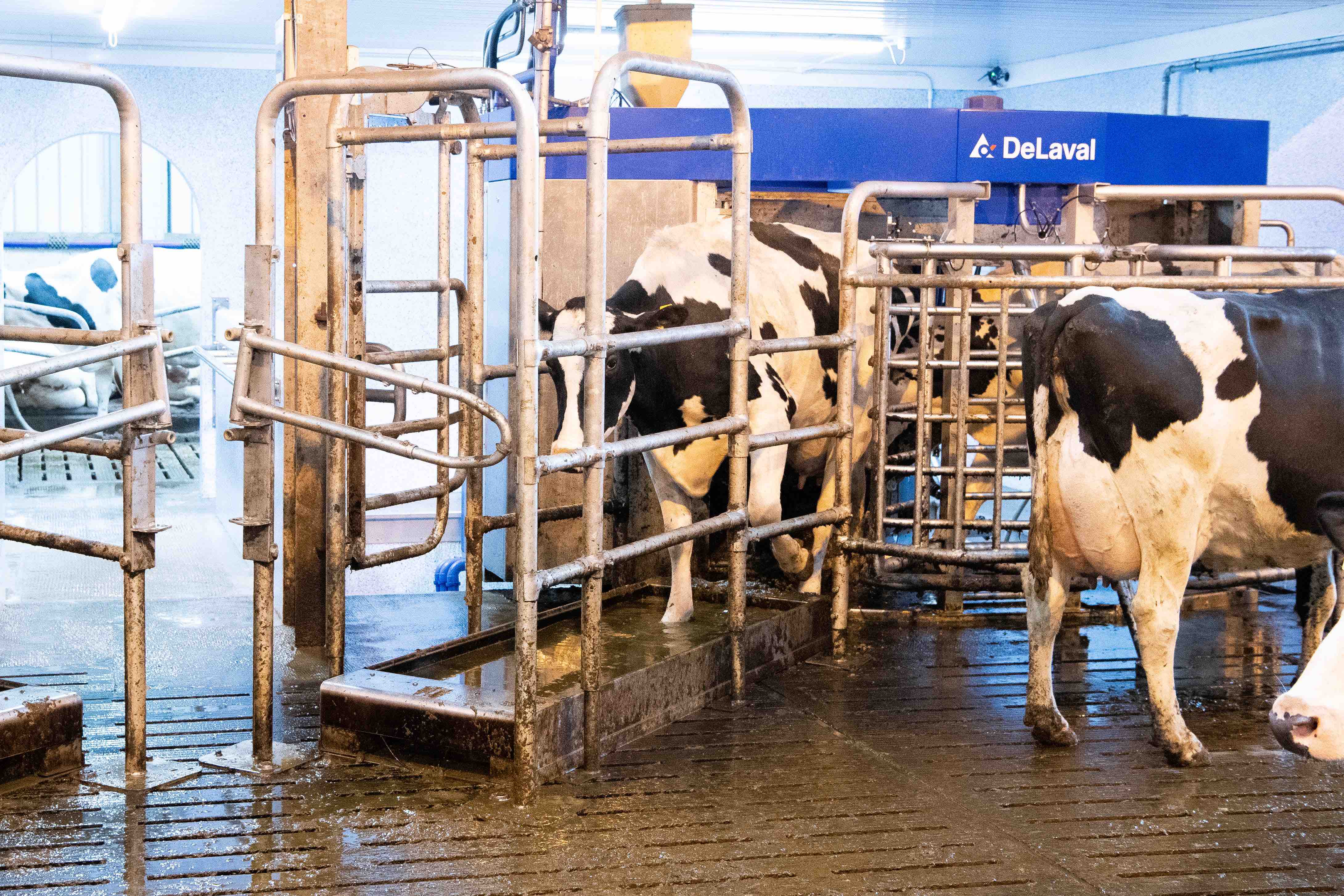 Careful Planning Needed to Set up Milking Robots