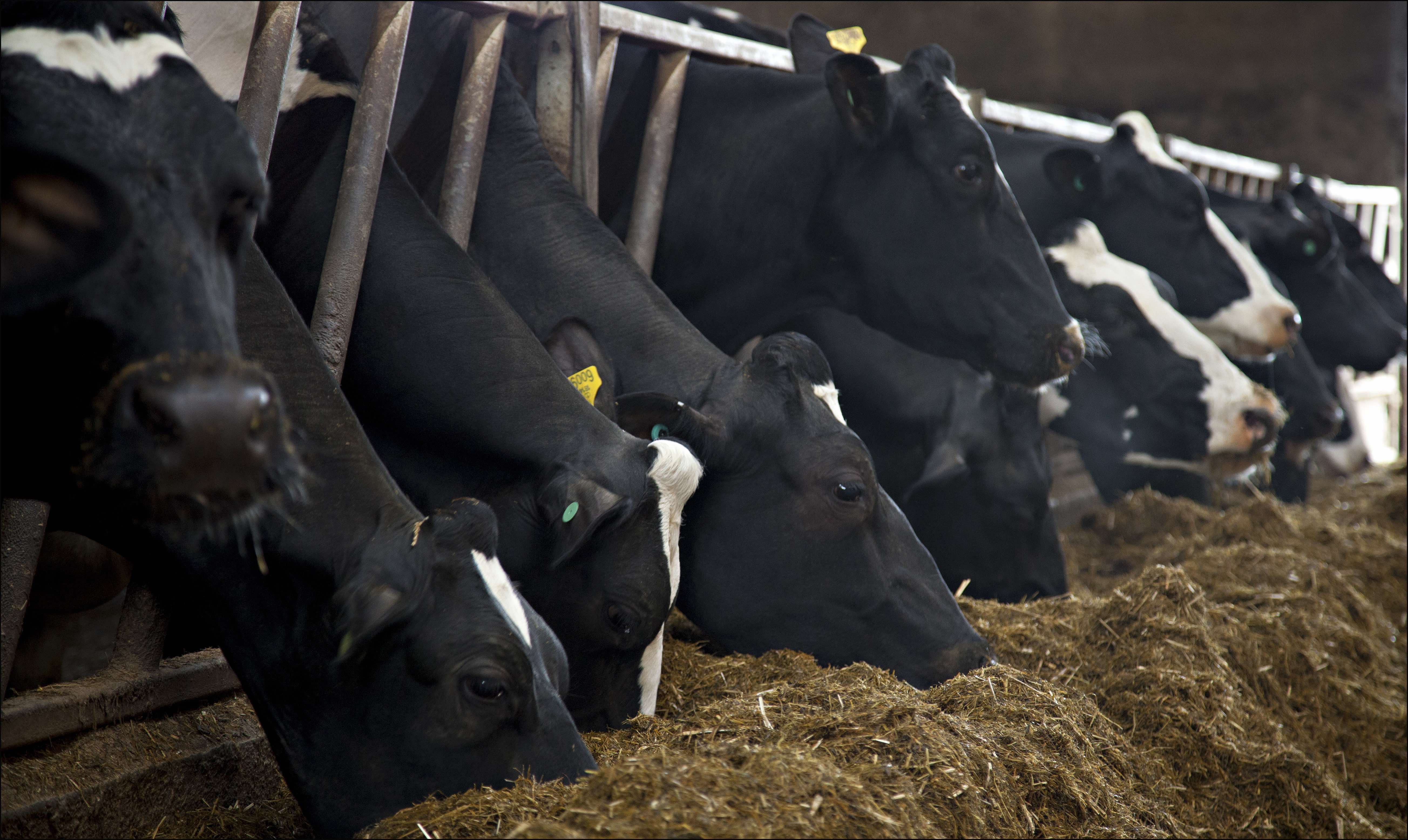 X-Zelit - The easy way to transition healthy, profitable cows!