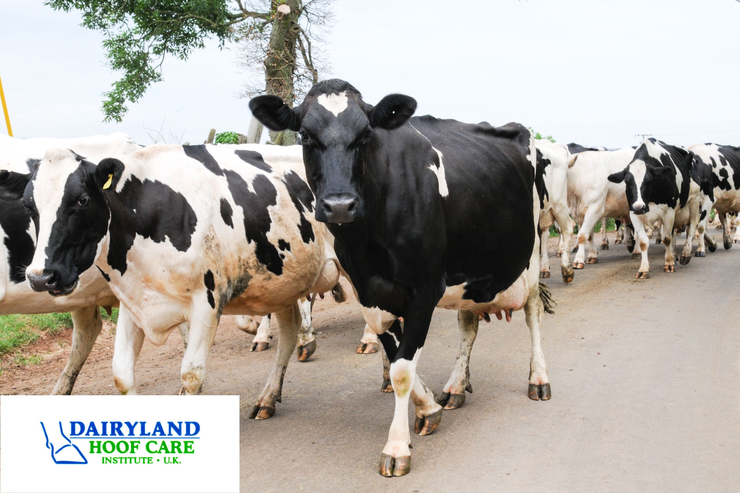 Advanced Nutrition Brings Dairyland Initiative Courses to Scotland