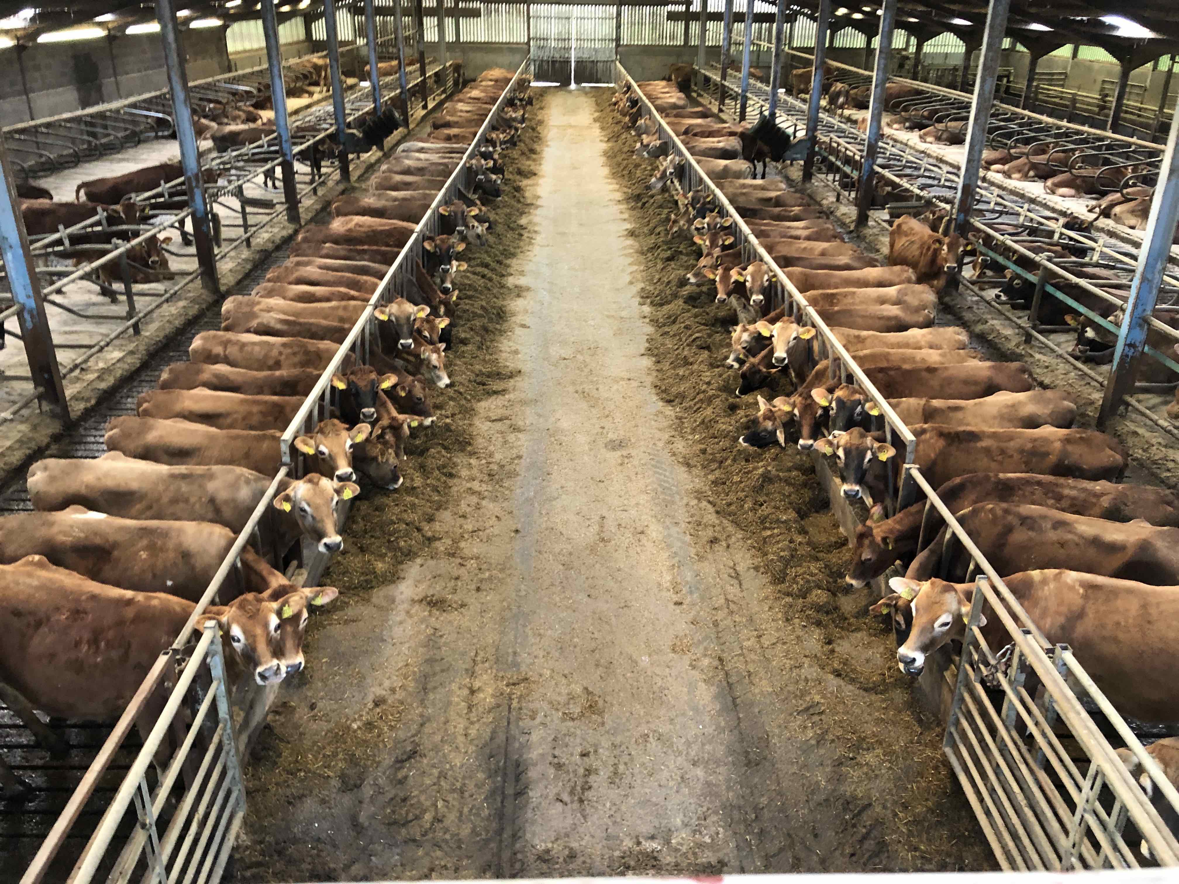 The importance of a good dry cow protocol