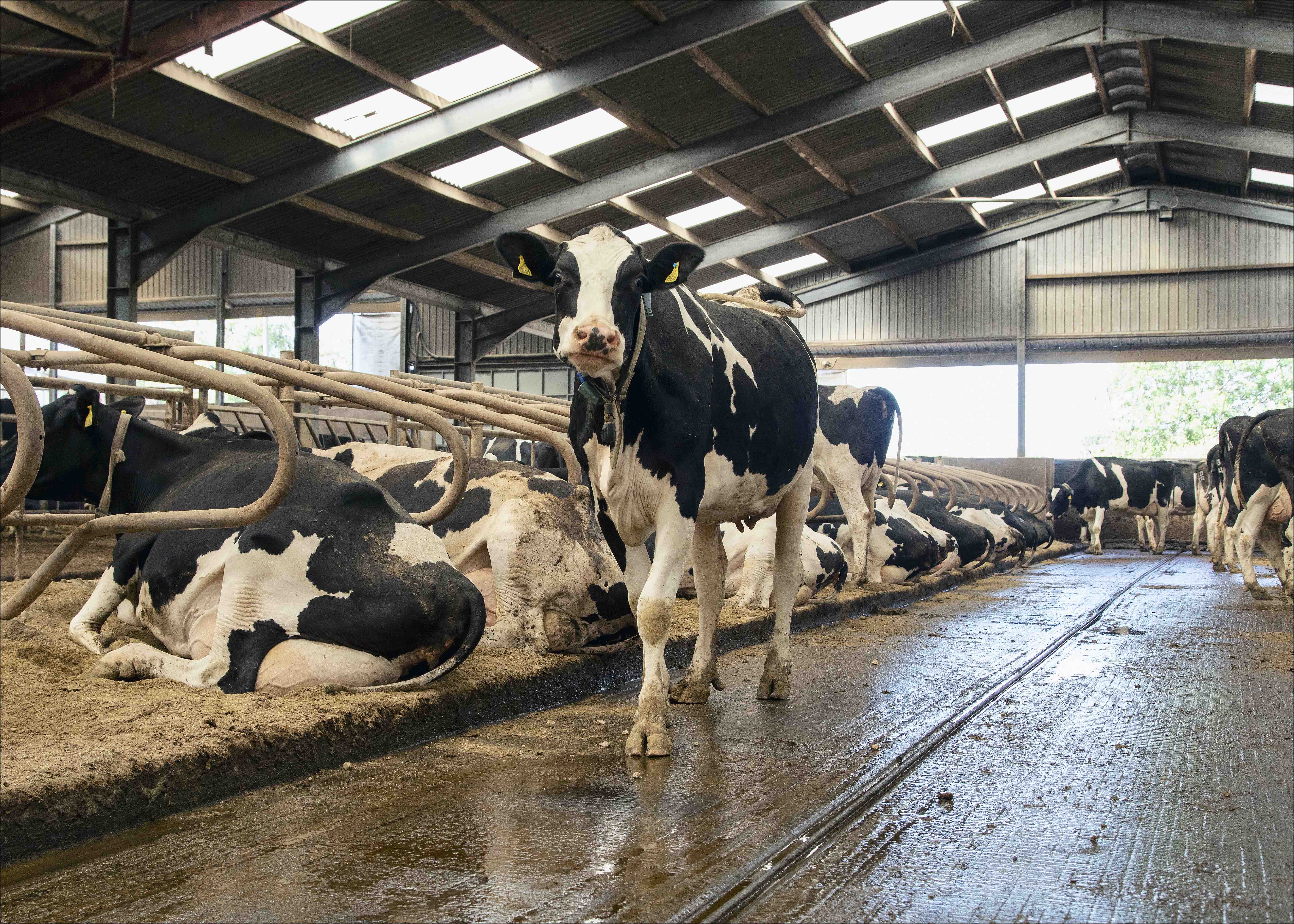 Producers urged to optimise nutrition to prevent lameness