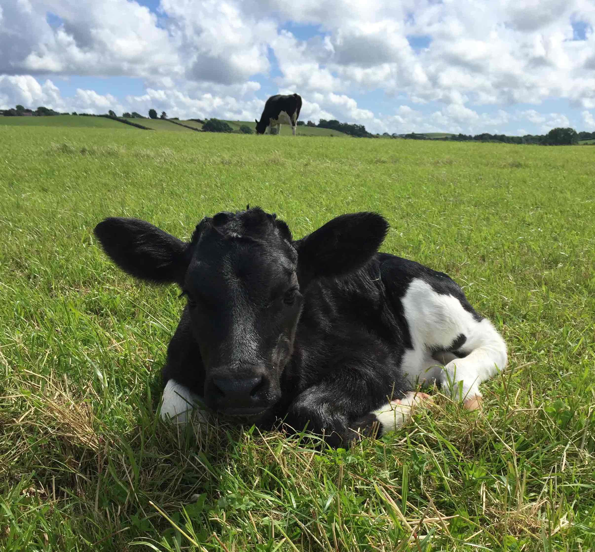 Advanced Heifer 24 Building the Herd of The Future