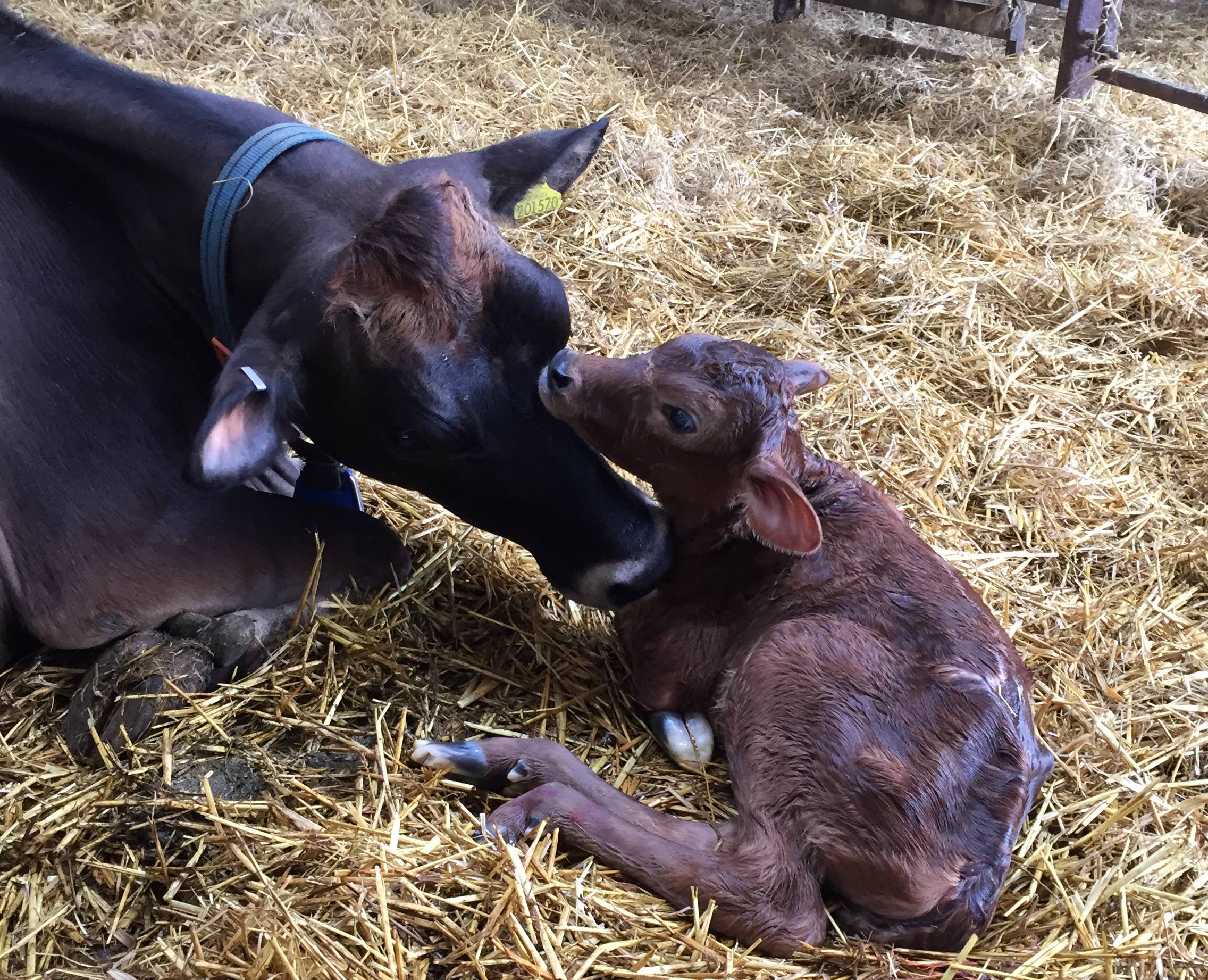 Dry Cow Management Goals