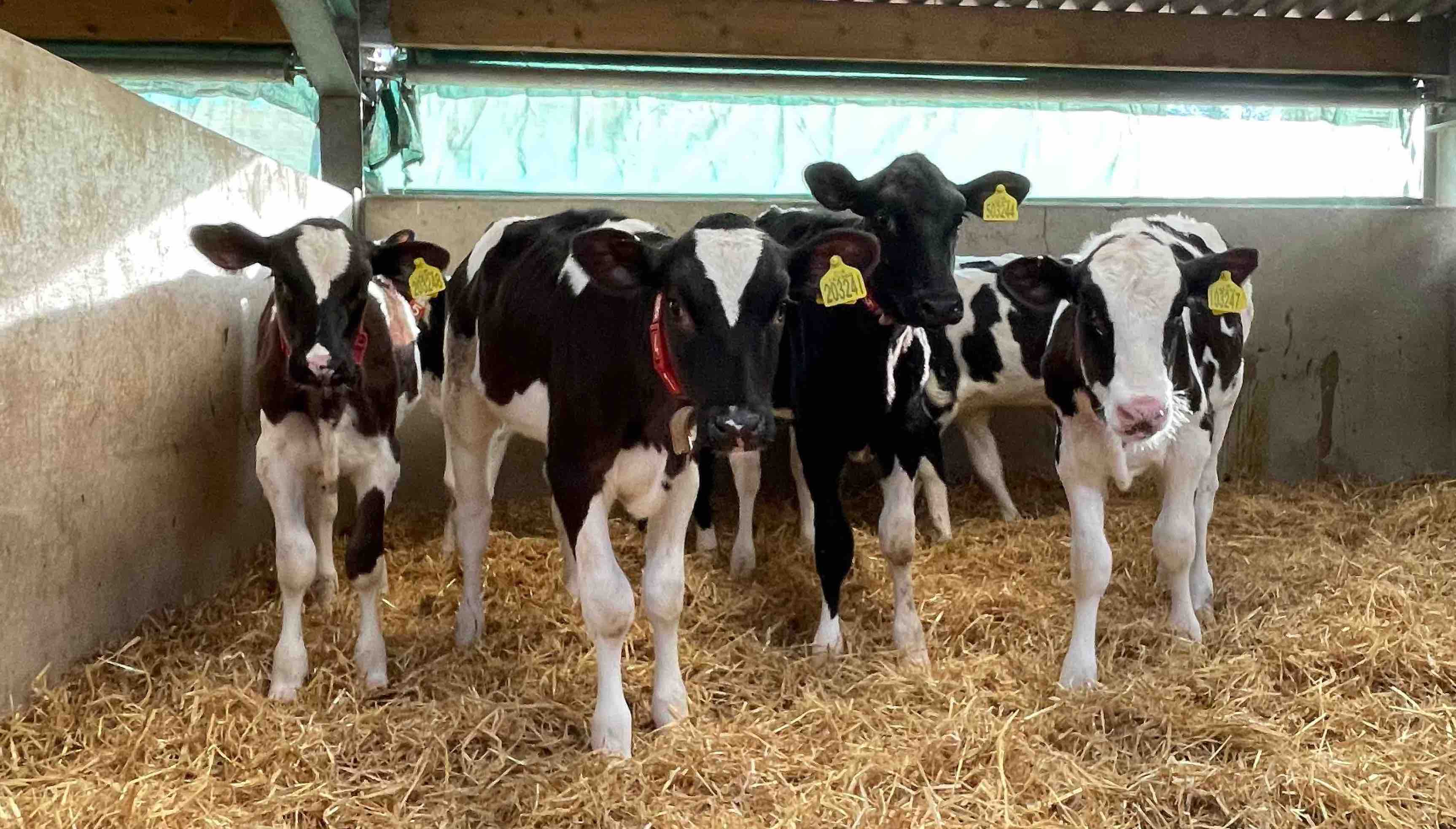 Reduce first calving age without milk-yield compromise