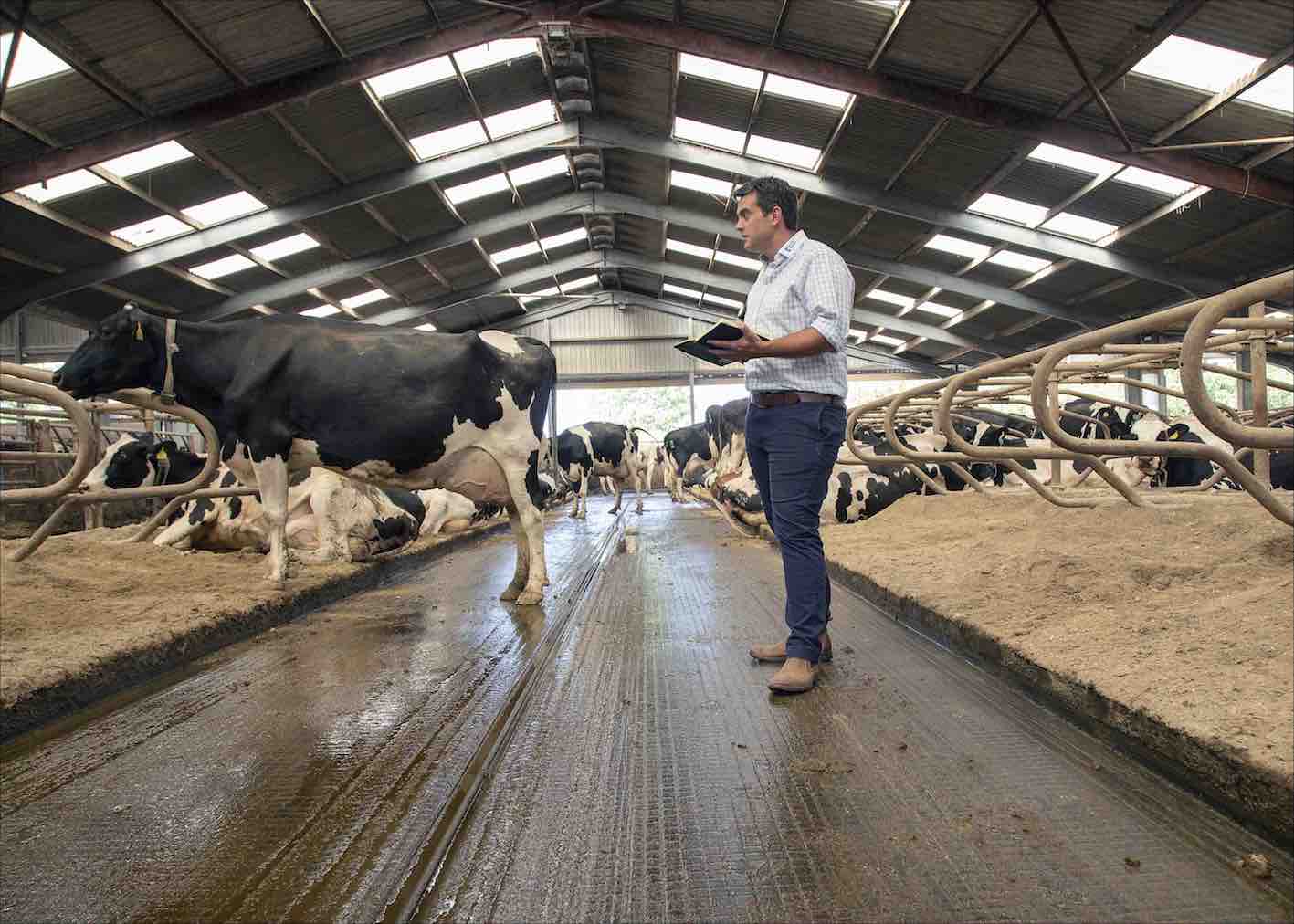 Stamping Down Lameness in Robotic Milking Herds