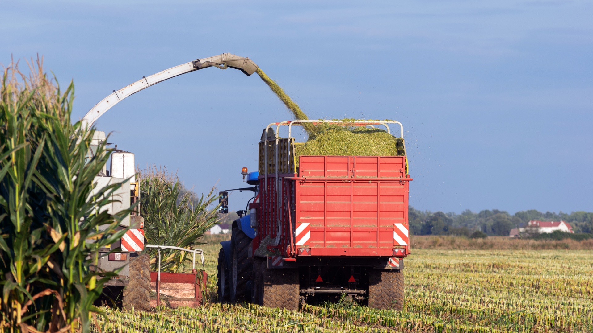 Speed is of the Essence when Ensiling Maize