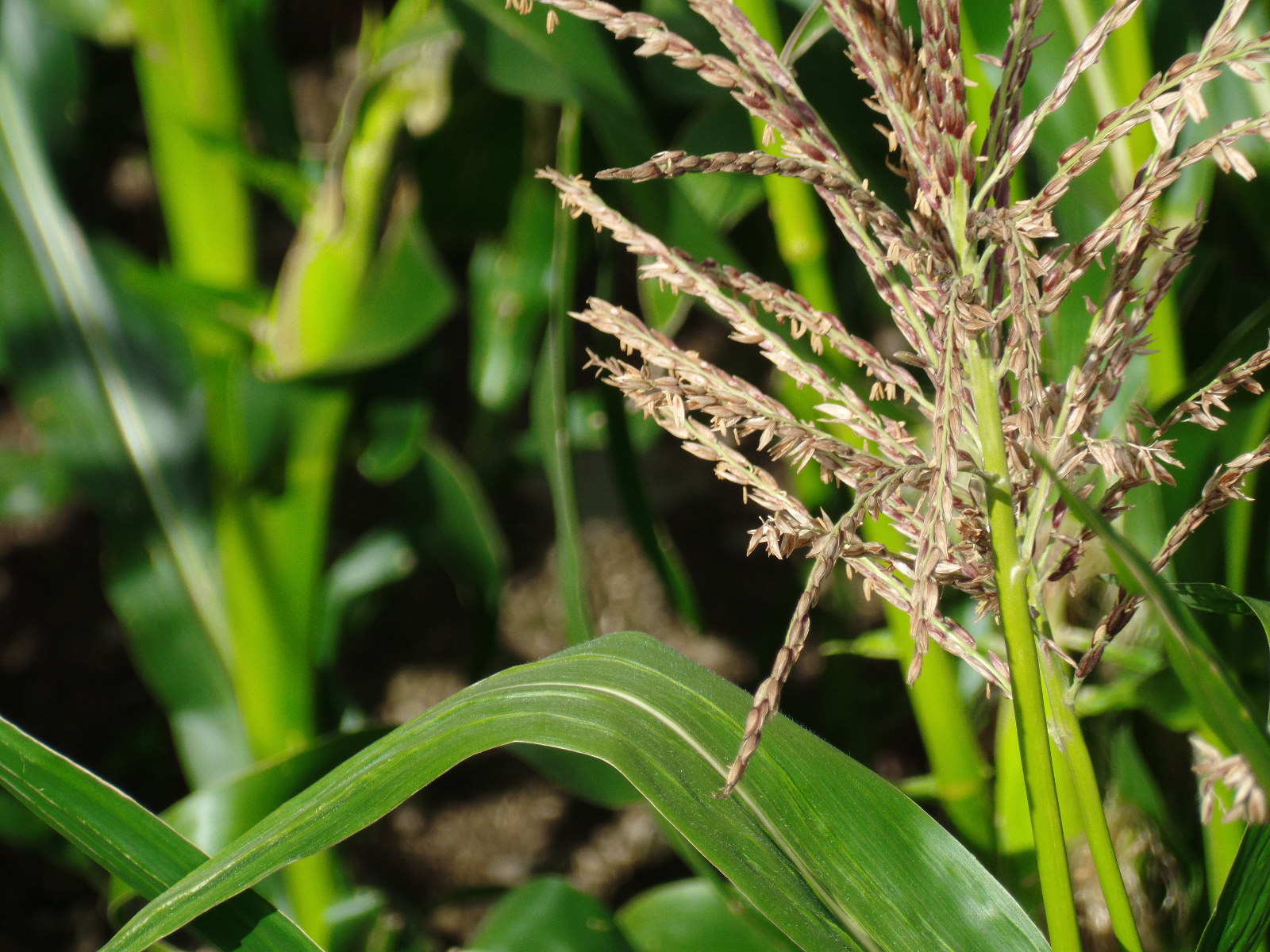 Adding value to your Maize Silage