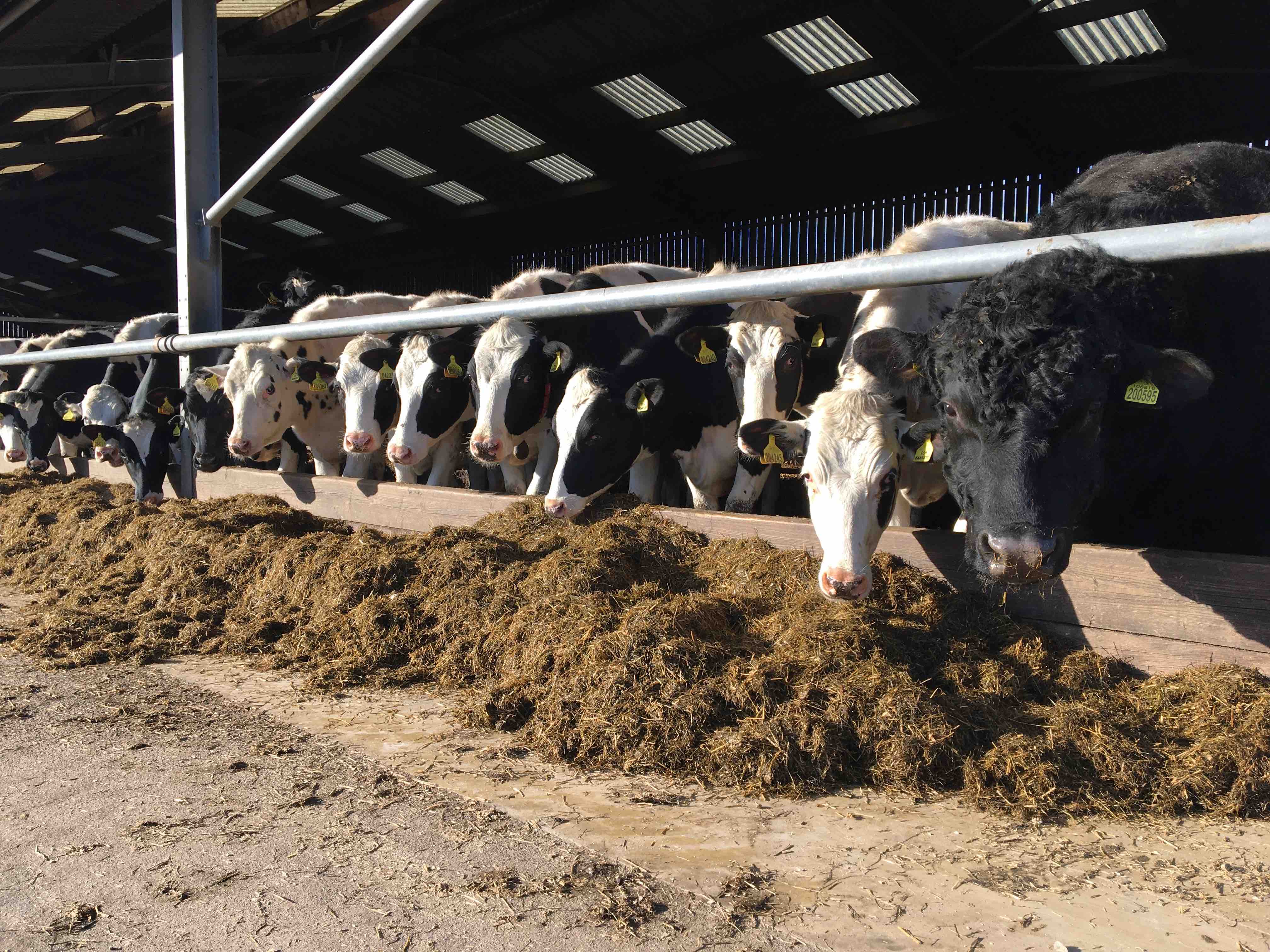 Tips to Improve Maiden Heifer Fertility