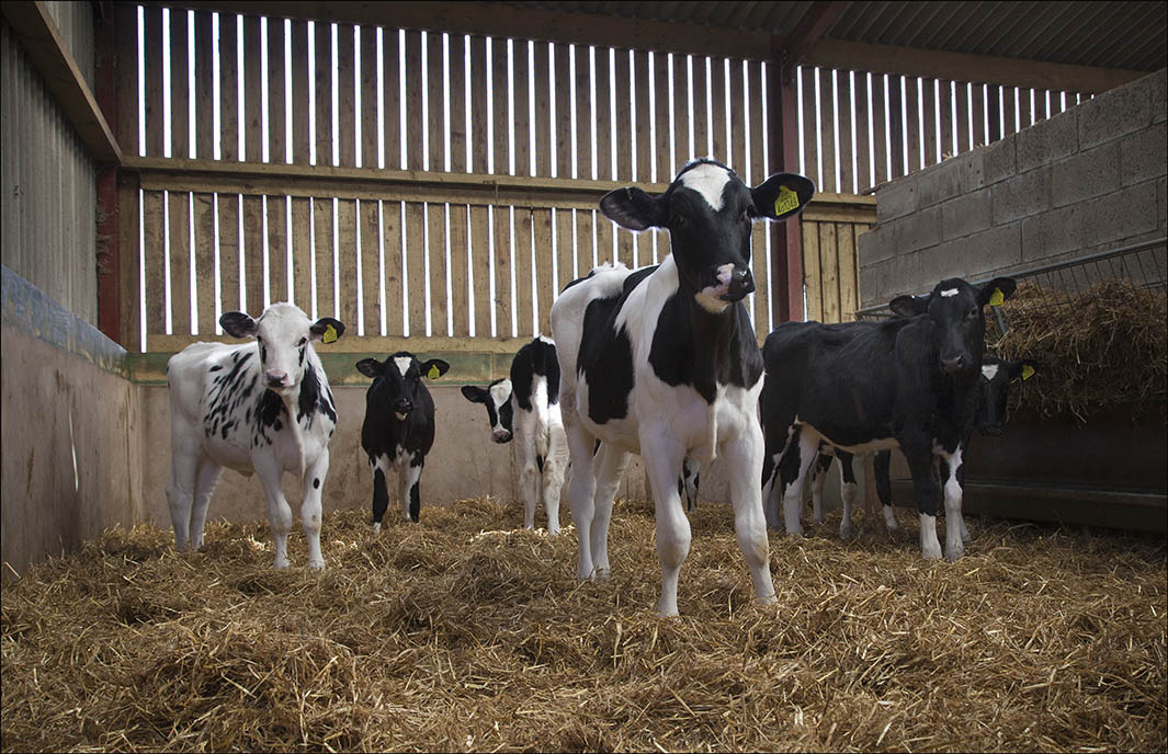 Why we target 24 months age at calving