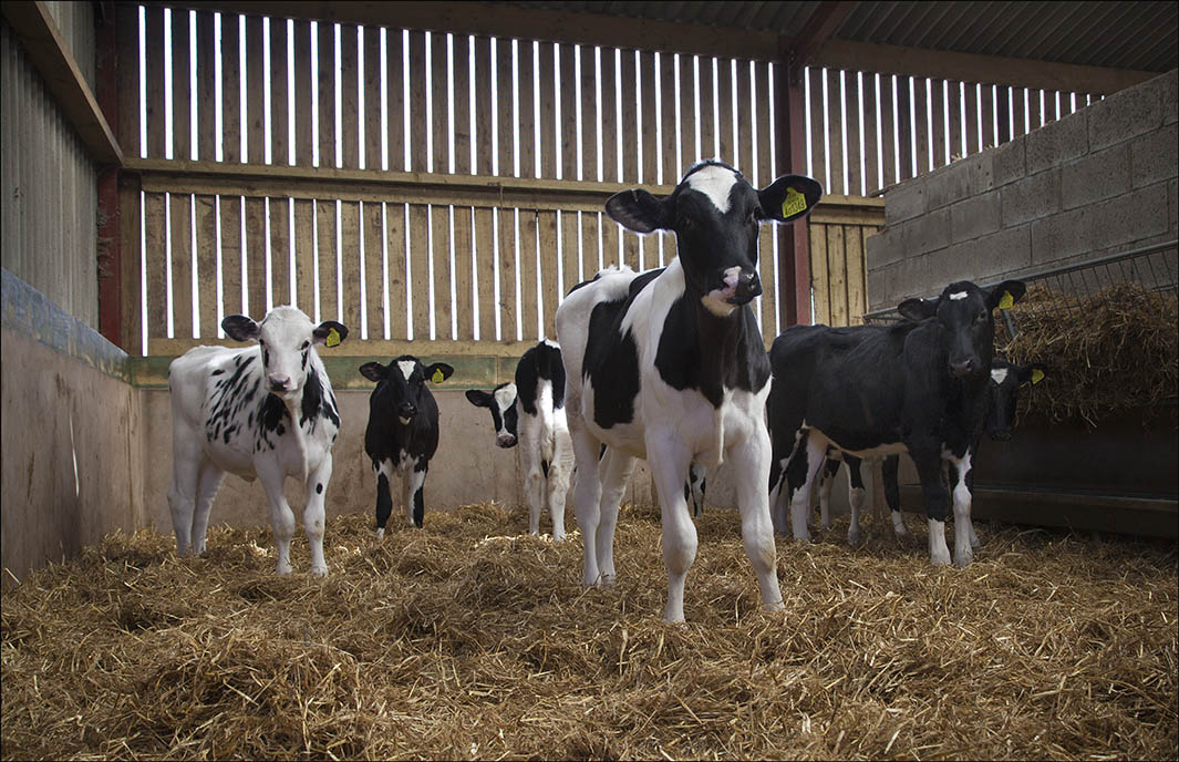 Benchmarking Growth Rates of Dairy Heifers