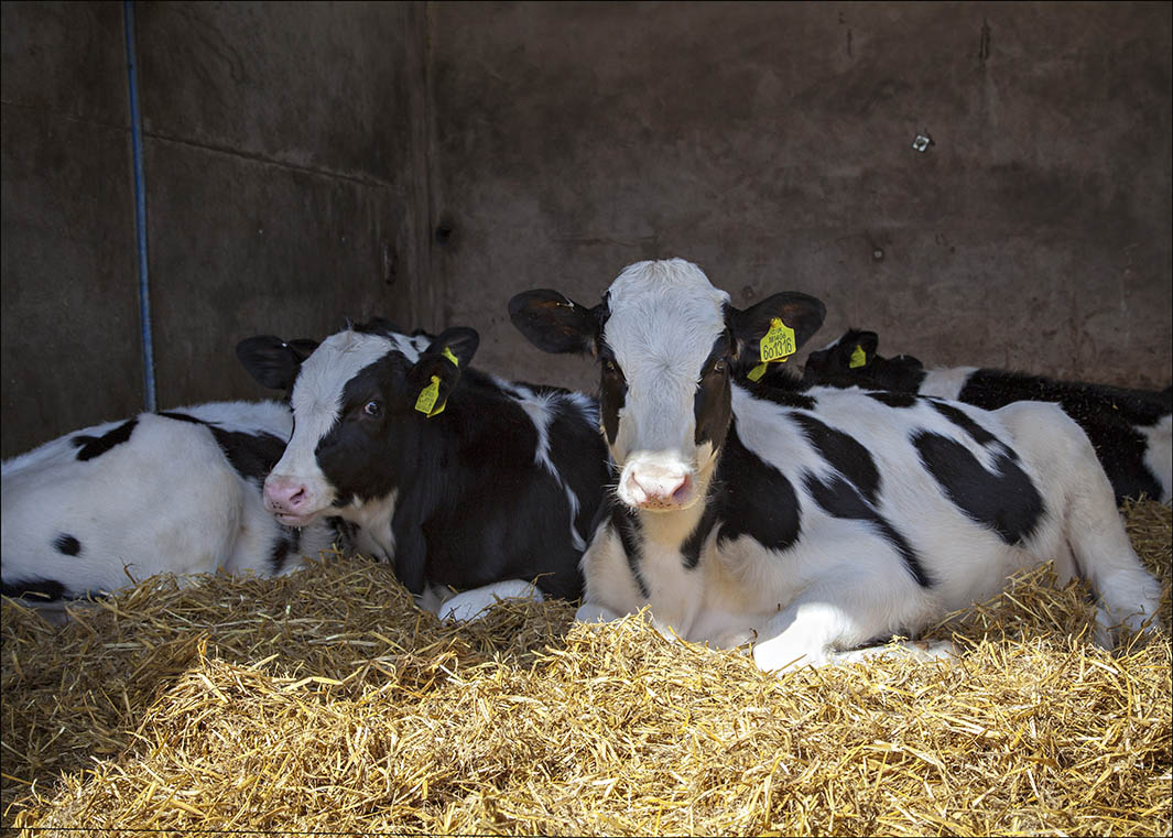 Heifer Rearing over the Summer Months