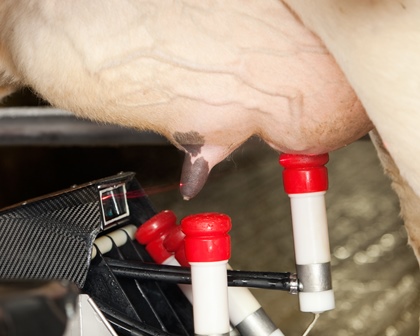 Advanced Robot Managing Cows on AMS