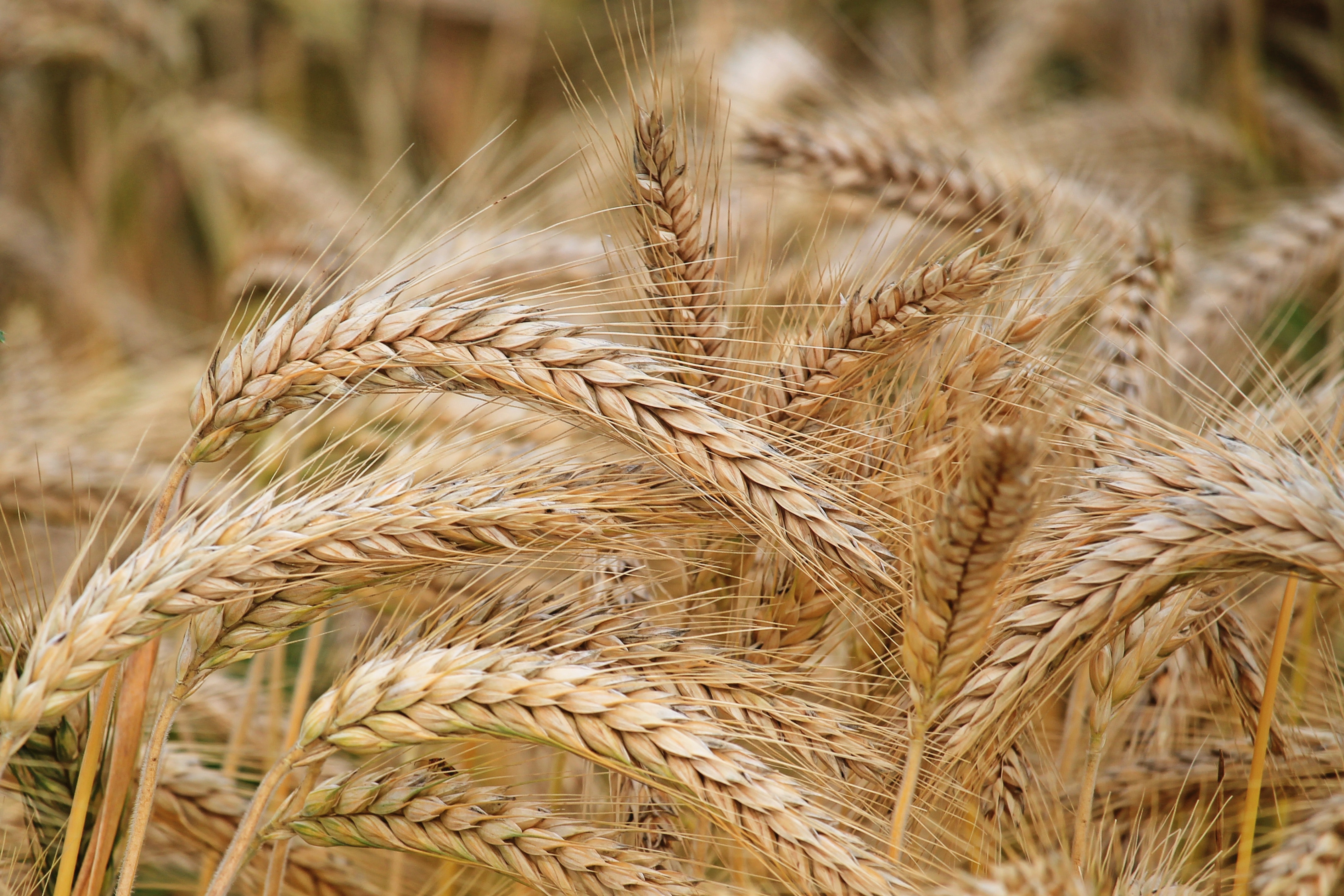 The Benefits of Crimping Cereal