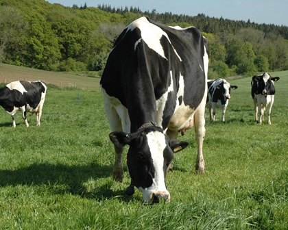 Stepping up milk from forage with improved management