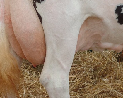 How are you managing your late lactation cows?