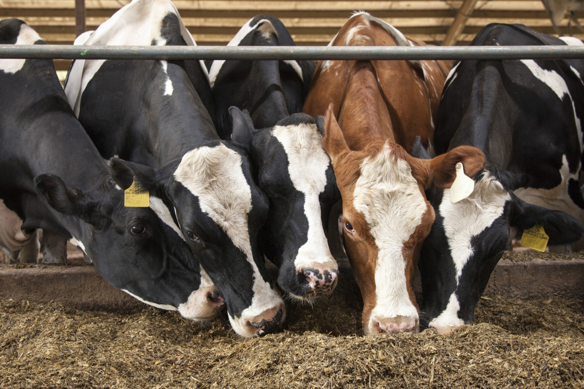 Advanced Ruminant Nutrition Ltd | Feed Blends Advanced Ruminant Nutrition Ltd | Feed Blends